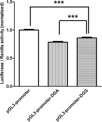 Upregulation of DGCR8, a Candidate Predisposing to Schizophrenia in Han Chinese, Contributes to Phenotypic Deficits and Neuronal Migration Delay